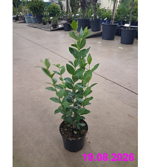 Ligustrum ovalifolium C 1 L